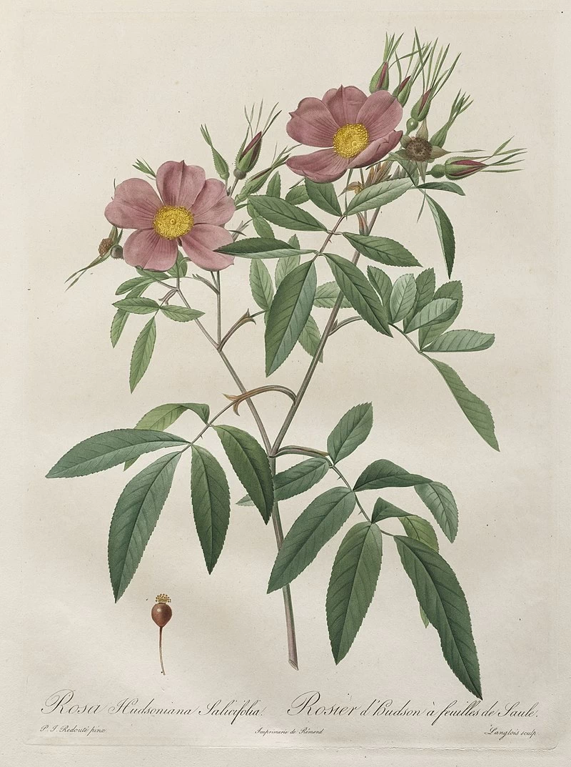 Rosa Hudsoniana Salicifolia - Cleveland Museum of Art
